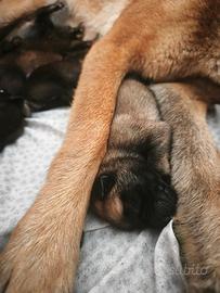 Cuccioli di Pastore belga malinois