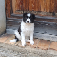 BORDER COLLIE di razza