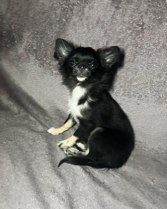 Chihuahua mini toy