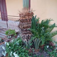 Cycas