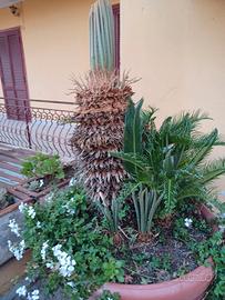 Cycas