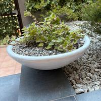 Coppia di ciotole in gesso con piante