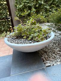 Coppia di ciotole in gesso con piante