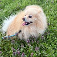 Cane maschio Volpino Pomerania