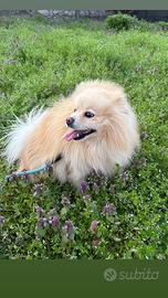 Cane maschio Volpino Pomerania