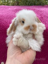 Coniglio ariete, nano cucciolo
