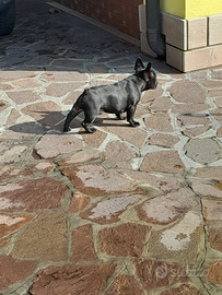 Bulldog francese