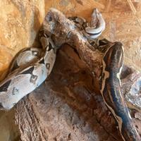 Boa constrictor imperator