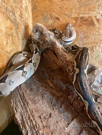 Boa constrictor imperator