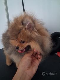 Spitz di Pomerania