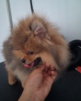 Spitz di Pomerania