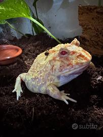 Rana pacman