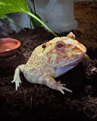 Rana pacman