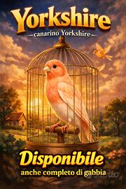 Canarino Yorkshire