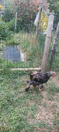 Pulcinotti di gallina brahma gigante