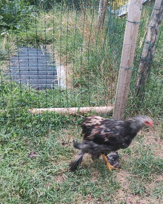 Pulcinotti di gallina brahma gigante