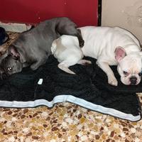 Vengo coppia bouledouge francesi