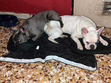 Vengo coppia bouledouge francesi