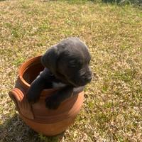 Cane corso