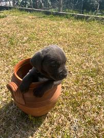 Cane corso