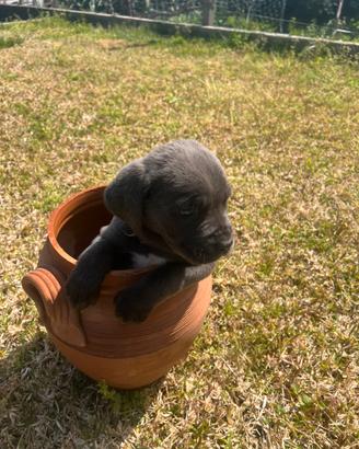 Cane corso