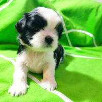 Cuccioli pura razza Shih Tzu