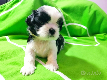 Cuccioli pura razza Shih Tzu