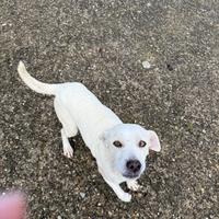 Vivace e tenera cucciola femmina