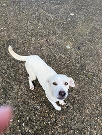 Vivace e tenera cucciola femmina