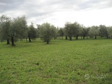 Terreno con ulivi