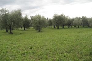 Terreno con ulivi