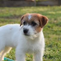Cucciolone Jack Russell Terrier