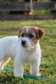 Cucciolone Jack Russell Terrier