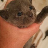 Gattino Certosino con pedigree