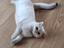 Immagine 4