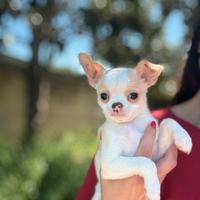 Chihuahua pelo corto cucciolo con Pedigree