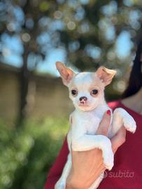 Chihuahua pelo corto cucciolo con Pedigree