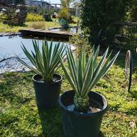 Agave angustifolia pianta grassa