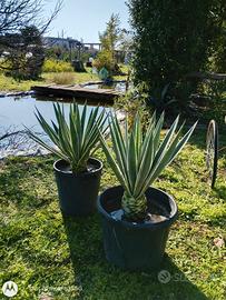 Agave angustifolia pianta grassa