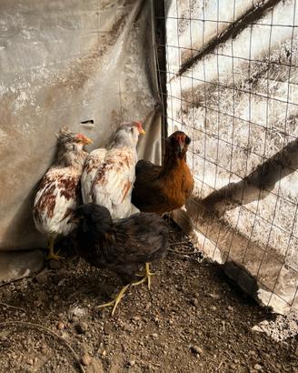 Araucana