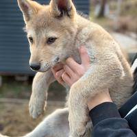 Cane lupo cecoslovacco