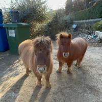 Pony