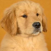 Cuccioli Golden Retriever Americani con Pedigree