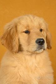Cuccioli Golden Retriever Americani con Pedigree