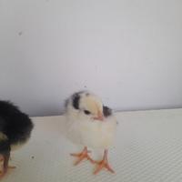 Gallina Ancona ,australorp