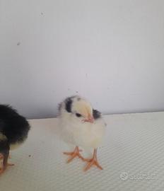 Gallina Ancona ,australorp