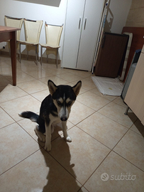 Siberian husky femmina
