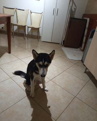 Siberian husky femmina