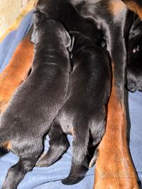 ? Cuccioli di Doberman: 3 Maschi-1 Femmina