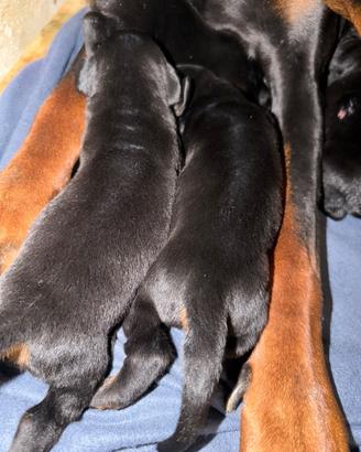 ? Cuccioli di Doberman: 3 Maschi-1 Femmina